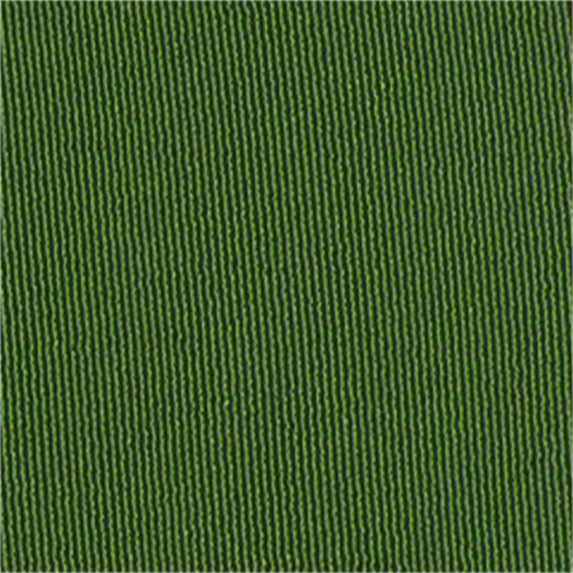 Goshibo - Rollo 80m